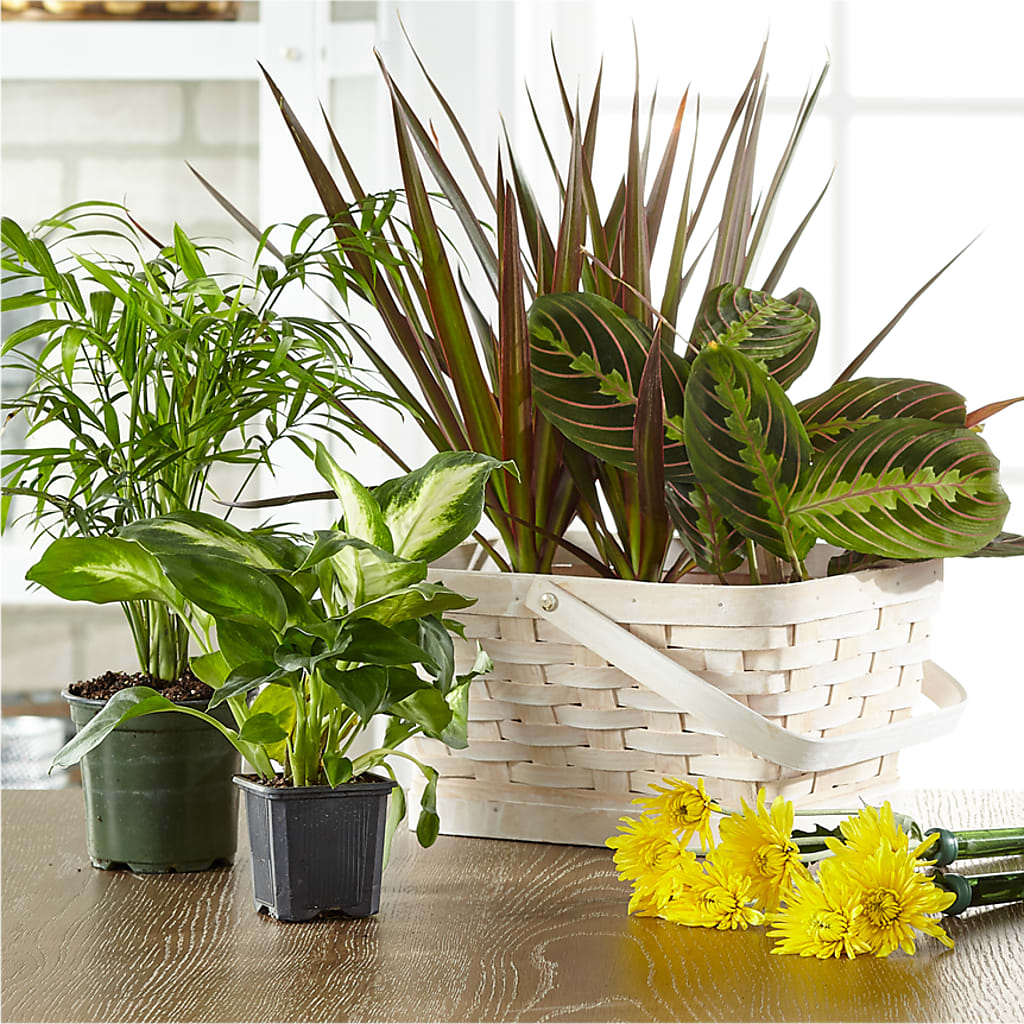 Florist Designed Blooming and Green Plants in a Basket – De Santis Florist Inc, Columbus OH