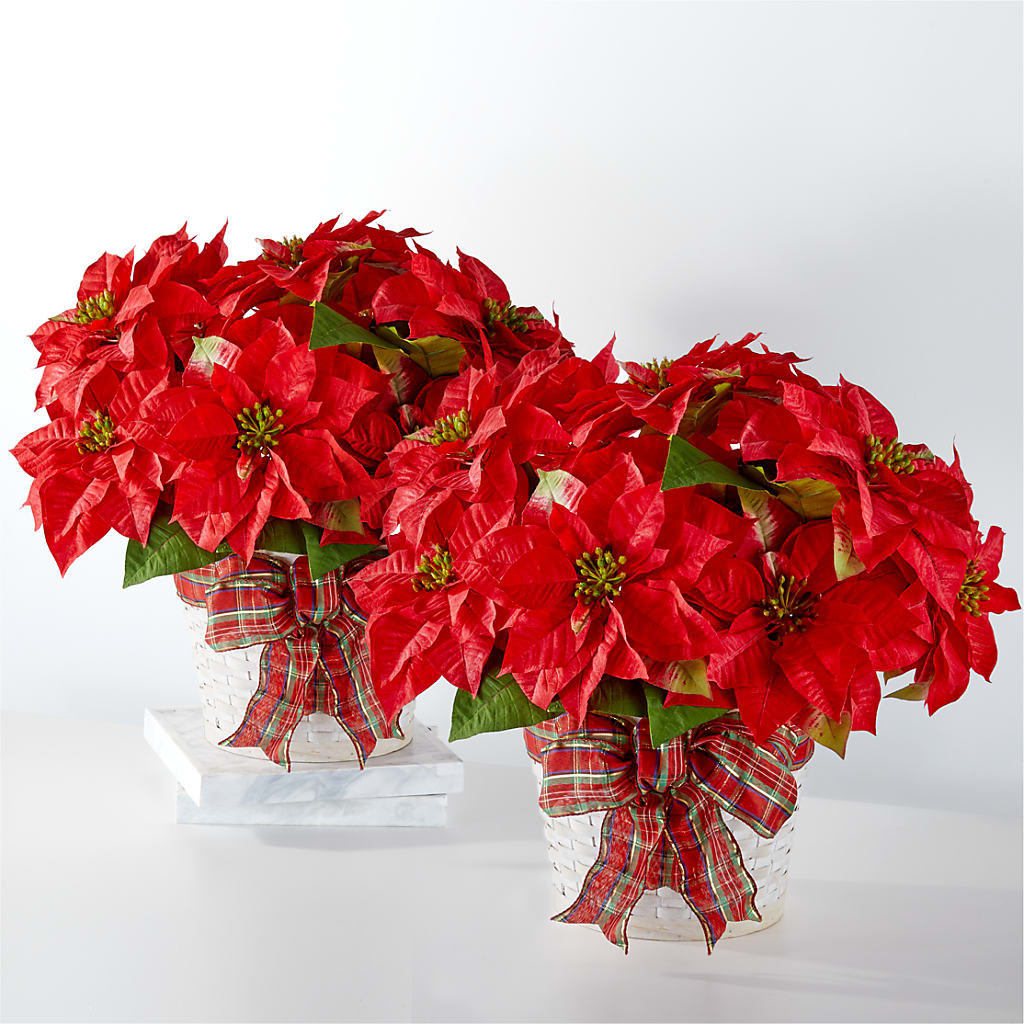 Happiest Holidays Poinsettia Bundle – De Santis Florist Inc, Columbus OH