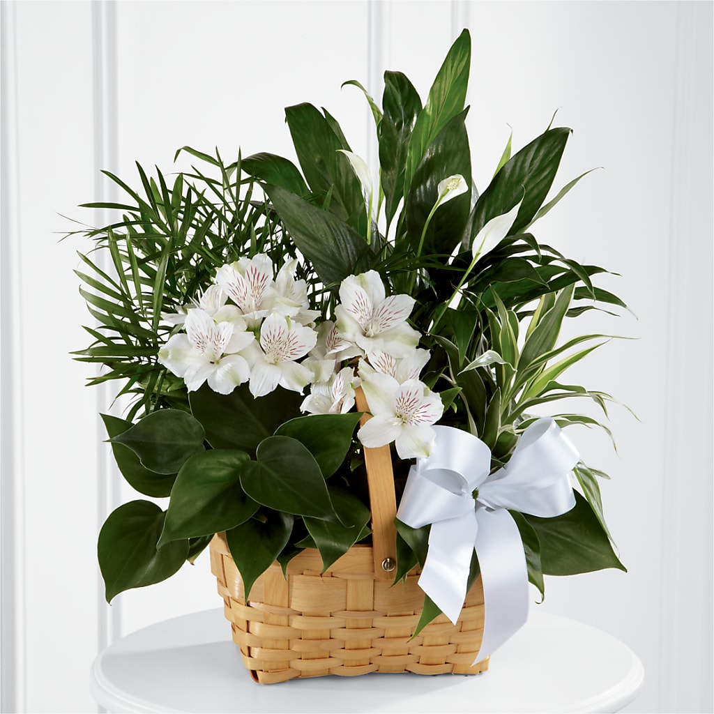 Peace & Serenity Dishgarden – De Santis Florist Inc, Columbus OH
