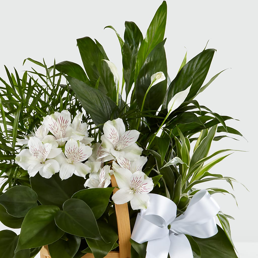 Peace & Serenity Dishgarden – De Santis Florist Inc, Columbus OH