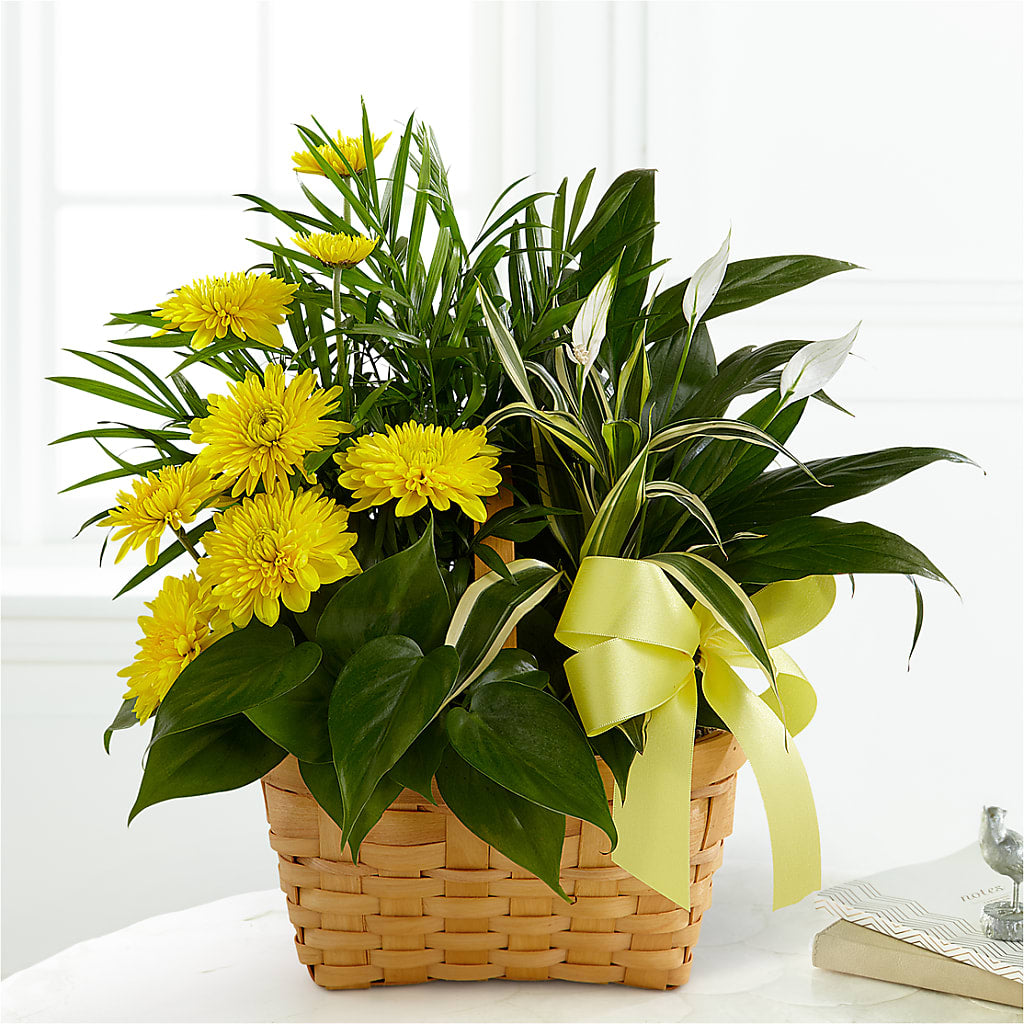 Loving Light Dishgarden – De Santis Florist Inc, Columbus OH