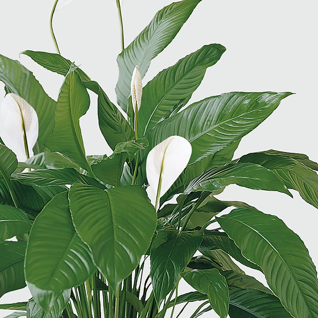Tranquil Moments Peace Lily Plant – De Santis Florist Inc, Columbus OH