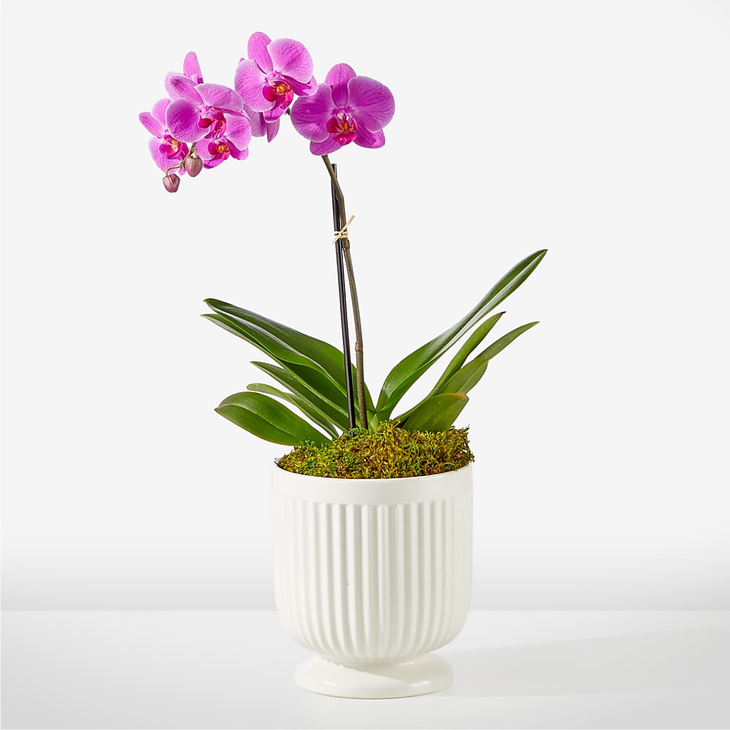 Friendly Fuchsia Orchid – De Santis Florist Inc, Columbus OH