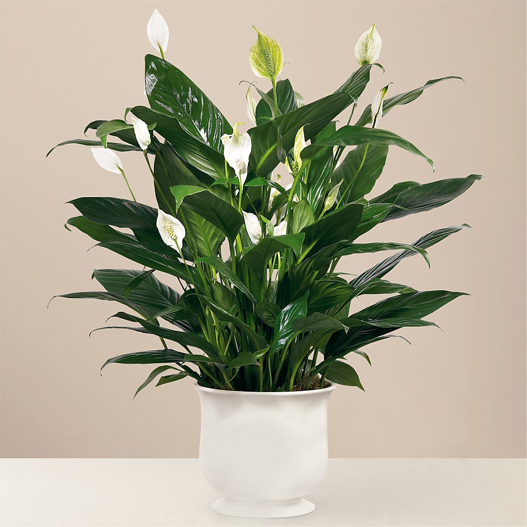 Comfort Planter – De Santis Florist Inc, Columbus OH
