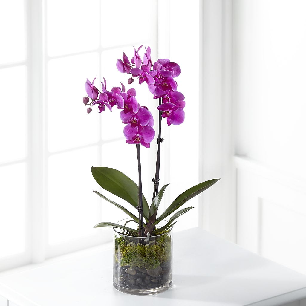 Pink Orchid Plant – flower arrangement | Columbus, OH