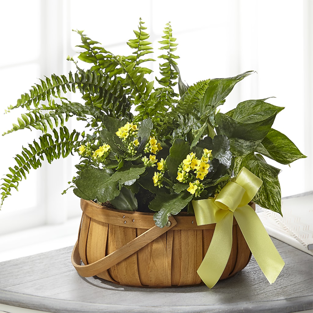 Always Dear Dishgarden – De Santis Florist Inc, Columbus OH