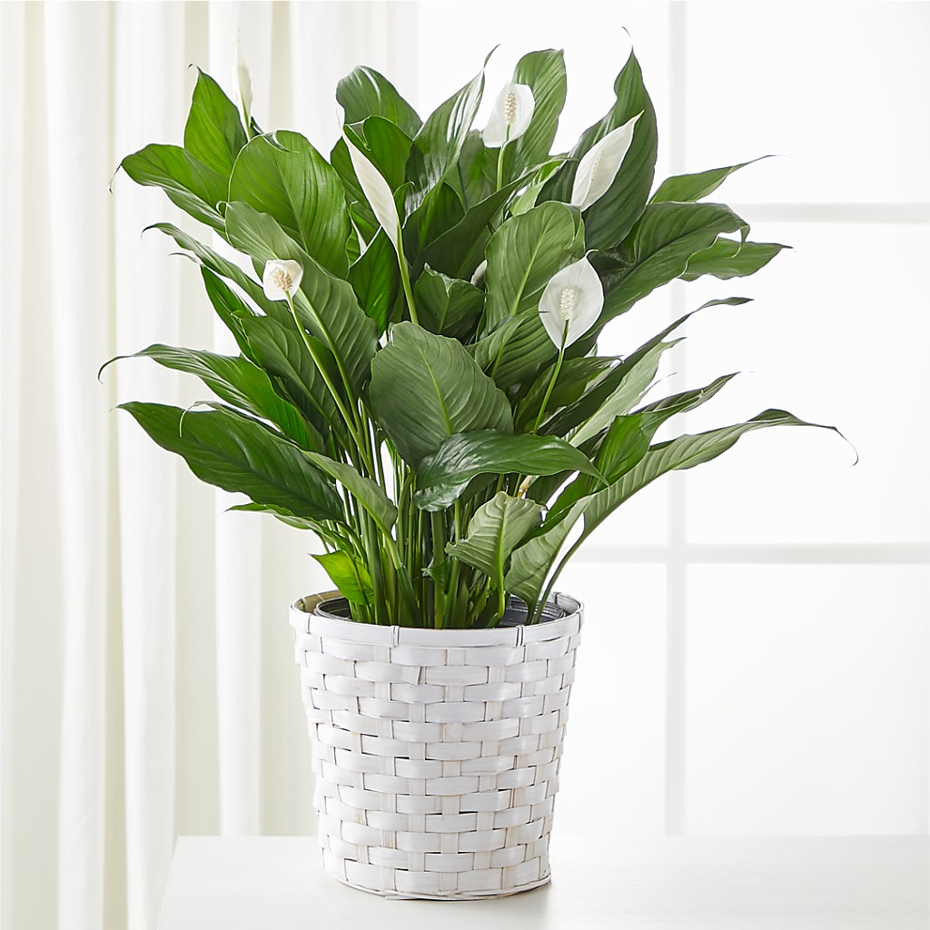 A New Leaf Peace Lily – De Santis Florist Inc, Columbus OH