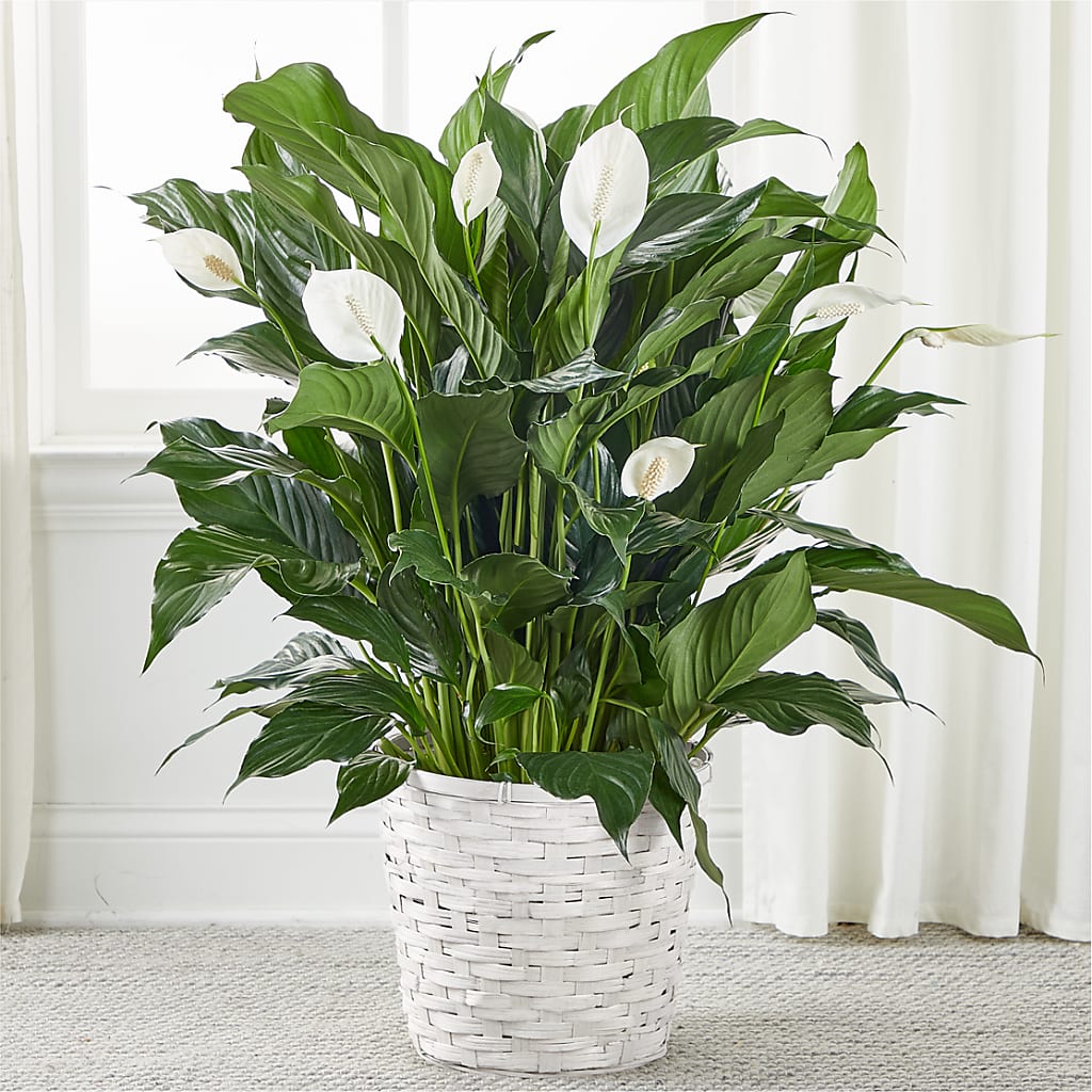 A New Leaf Peace Lily – De Santis Florist Inc, Columbus OH