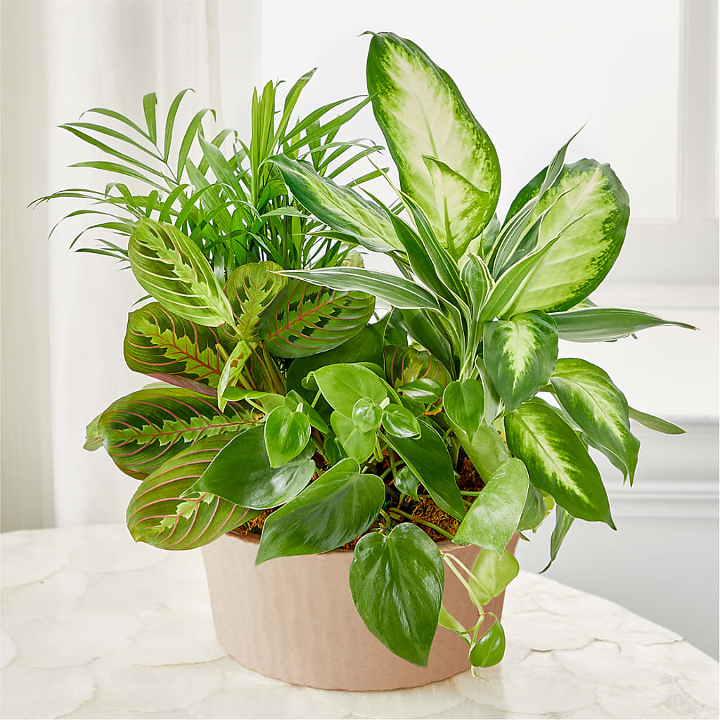 Balance & Harmony Dishgarden – De Santis Florist Inc, Columbus OH