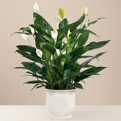 Comfort Planter –  De Santis Florist Inc, Columbus OH