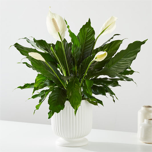 Comfort Planter –  De Santis Florist Inc, Columbus OH