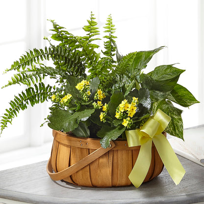 Always Dear Dishgarden –  De Santis Florist Inc, Columbus OH