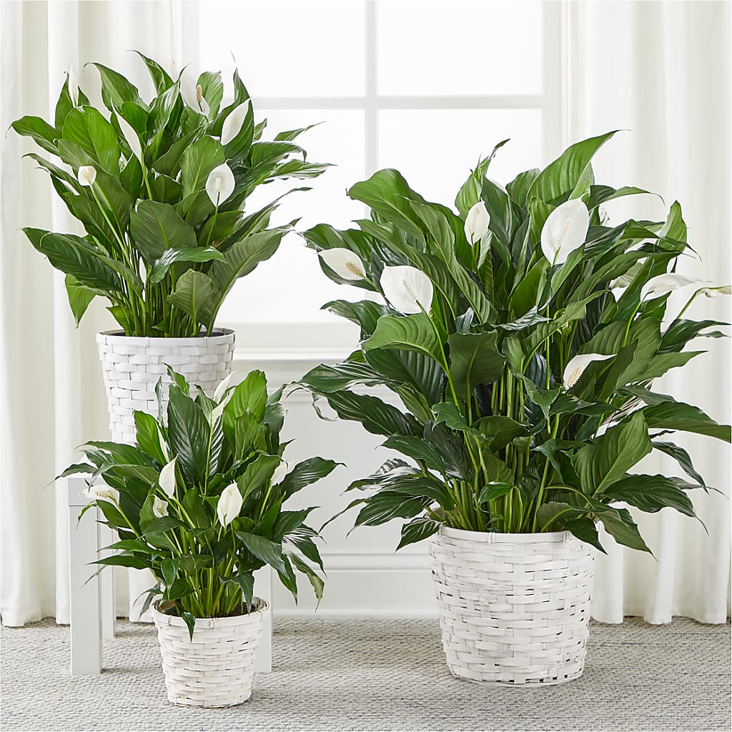 A New Leaf Peace Lily –  De Santis Florist Inc, Columbus OH