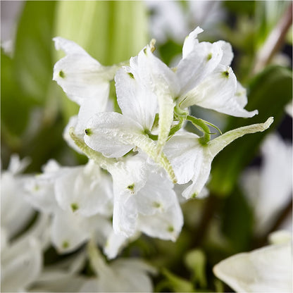 Classic Ivory – A Florist Original –  De Santis Florist Inc, Columbus OH